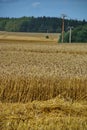 Crops field Royalty Free Stock Photo