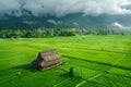 working with crops at the field agriculture Royalty Free Stock Photo