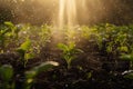 working with crops at the field agriculture Royalty Free Stock Photo