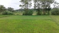 A crops field with  healthy and   beauty Royalty Free Stock Photo