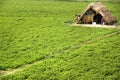 The crops field and hut in Myanmar