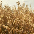 Crops in the field, oat field, ripe oats, rural climate, nature, sepia grain field Royalty Free Stock Photo