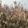 Crops in the field, oat field, ripe oats, rural climate, nature, sepia grain field Royalty Free Stock Photo