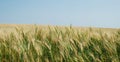 Crops field panorama Royalty Free Stock Photo