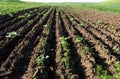 Crops and in the furrow Royalty Free Stock Photo