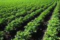 Crops and in the furrow