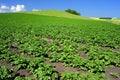 Crops and in the furrow