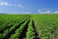 Crops and in the furrow Royalty Free Stock Photo