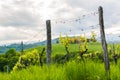 Crops of grape plants cultivated for wine. Spring time in Austrian vineyards. South Styria tourist spot