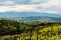 Crops of grape plants cultivated for wine. Spring time in Austrian vineyards. South Styria tourist spot