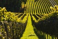 Crops of grape vine saw from wine route on Austria, Slovenia border