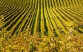 Crops of grape vine saw from wine route on Austria, Slovenia border