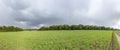 Crops growing on agricultural field panorama