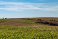 Crops growing in the South Downs in winter, with a blue sky overhead Royalty Free Stock Photo