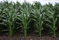 Crops of hybrid maize_2