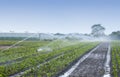 crops irrigation Royalty Free Stock Photo