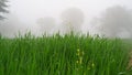 Crops of Rye or Secale in the green ears phase with misty foggy weather. Fresh organic Greenish plants growing in cold weather Royalty Free Stock Photo