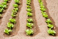 Crops of salad in the garden