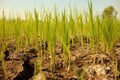 Crops try to grow on dry ground
