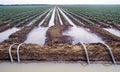 Crops under irrigation at Kununurra. Royalty Free Stock Photo