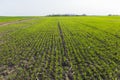 Crops of winter wheat , fall wheat, white wheat in the spring. Royalty Free Stock Photo