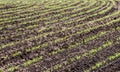 Crops of young corn plants