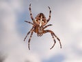 Cross back spider Royalty Free Stock Photo