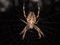 Cross back spider Royalty Free Stock Photo