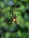 Cross back spider Royalty Free Stock Photo