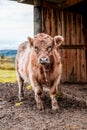 cross-bred calf stood near a wooden shed Royalty Free Stock Photo