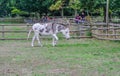 Cross bred donkey walking in paddock at Mudcute Farm