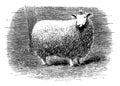 A cross bred sheep vintage illustration