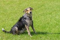 Cross breed of black hunting dog sitting on green lawn