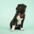 Cross breed Border Collie puppy on green