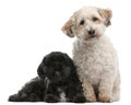 Cross Breed dog, 8 years old, and Lhasa Apso, 4 years old Royalty Free Stock Photo