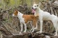 Cross-breed of hunting and northern dog guarding  young Basenji while smaller dog guarding bigger one too Royalty Free Stock Photo