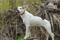 Cross-breed of hunting and northern dog standing on a root of fallen tree Royalty Free Stock Photo