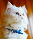 Cross breed Persian and Turkish Van Royalty Free Stock Photo