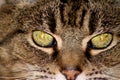 Cross Cats eyes Royalty Free Stock Photo