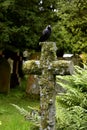 Cross, cemetery, black bird Royalty Free Stock Photo