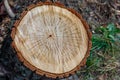 Cross cut of a tree close-up, top view