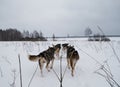 Cross-country dog competitions. Sled dogs pulling sledges rear view. A team of Alaska huskies strong and hardy trains in winter in Royalty Free Stock Photo