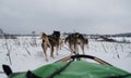 Cross-country dog competitions. Sled dogs pulling sledges rear view. A team of Alaska huskies strong and hardy trains in winter in Royalty Free Stock Photo