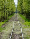 A cross-country railway in a swampy forest,.bog development, unclear close-up