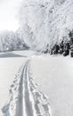 Cross country ski track Royalty Free Stock Photo