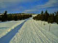 Cross country ski track in the mountain forest at winter daylight Royalty Free Stock Photo