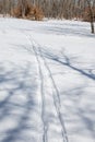 Cross Country Ski Tracks in fresh Snow Royalty Free Stock Photo