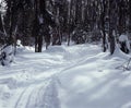 Cross Country Ski Trail Ontario Canada
