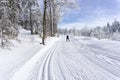 Cross-country skier running a groomed ski trail. Road in mountains at winter in sunny day. Trees covered with hoarfrost.