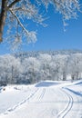Cross Country Skiing,Bavarian Forest,Germany